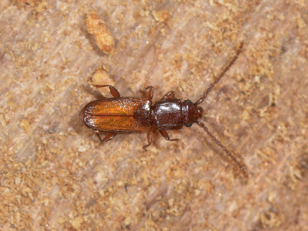 Placonotus testaceus